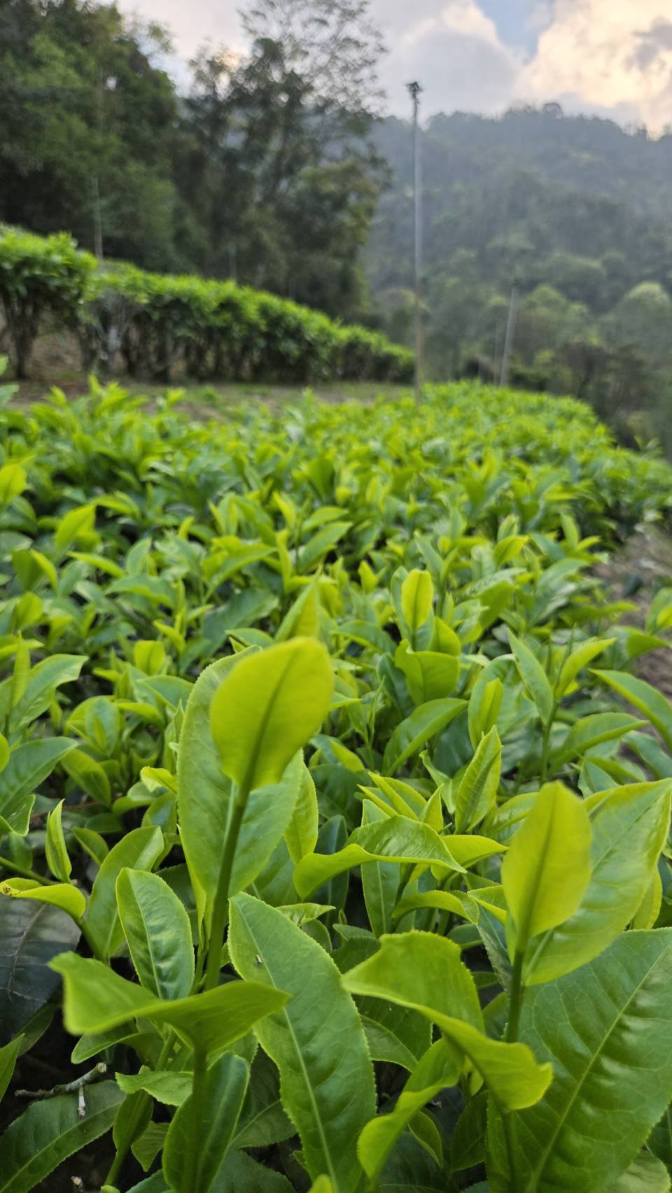 在山與湖之間的茶園